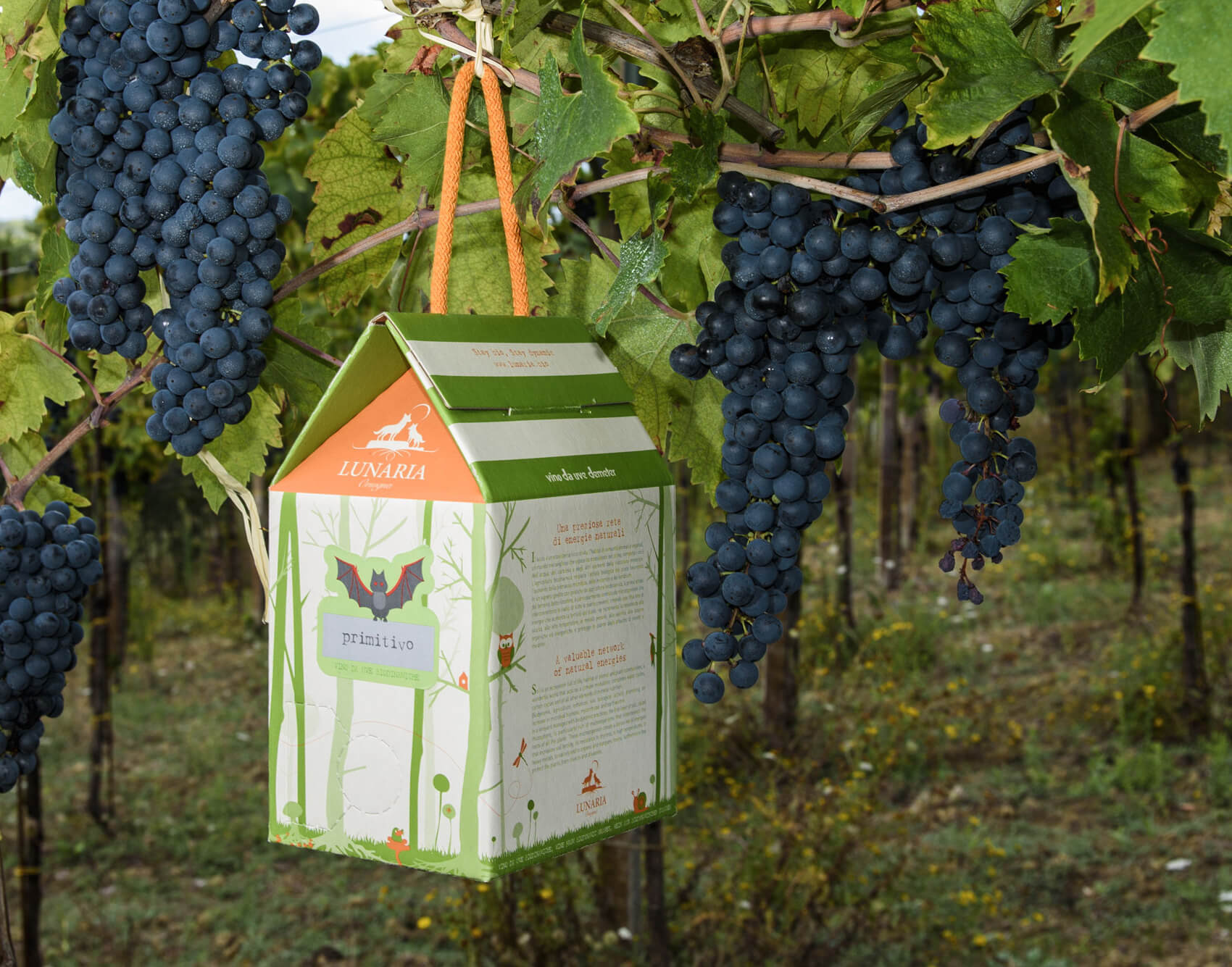 The best wines in handy 3l packages