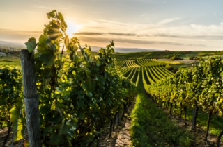 Září a říjen ve znamení bio vinobraní: Jak se rodí organické víno bez chemie