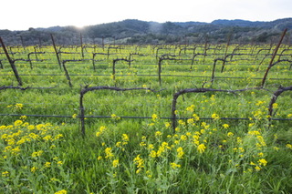 Grapes with a Story: A Return to the Roots and Unconventional Varieties